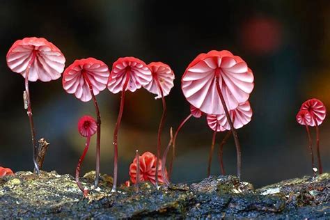 The Science Behind Witchcraft Fungi